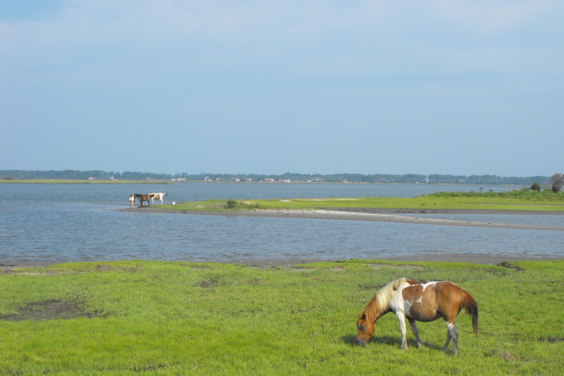 Chincoteague National Wildlife Refuge盐沼水岸与野生小马实景