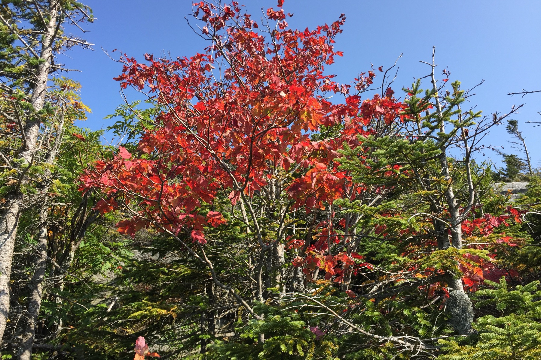佛蒙特州Stowe的Mount Mansfield西坡Maple Ridge Trail红枫与高山林木实景